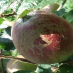 Apple Russeting