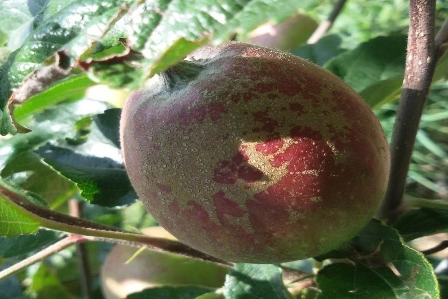 Apple Russeting