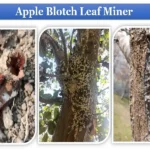 Leaf Blotch Miner