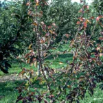 root rot