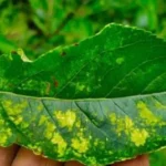 Apple Mosaic Virus