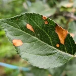 Necrotic Leaf Blotch