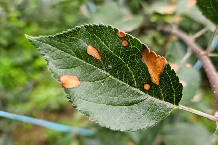 Necrotic Leaf Blotch